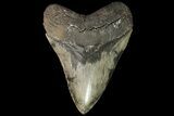 Serrated, Fossil Megalodon Tooth - South Carolina #113302-2